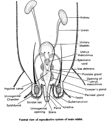 2213_male reproductive system rabbit.png